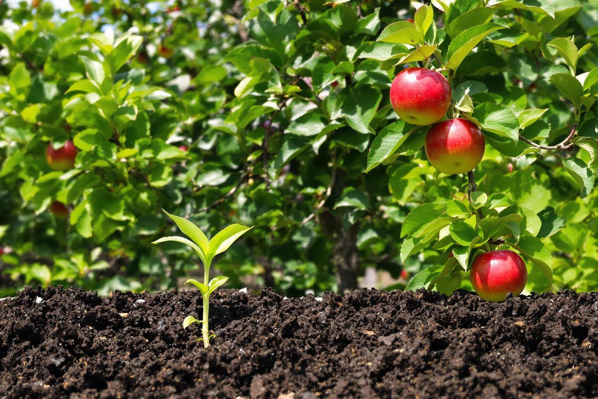 Les étapes de croissance d'un pommier