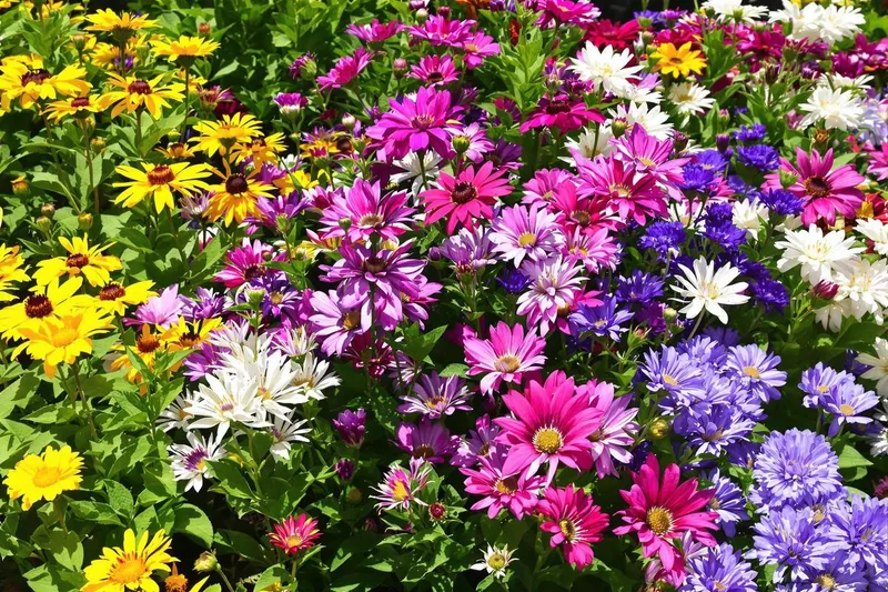 3 fleurs à planter en mai pour profiter d'une floraison continue jusqu'à octobre