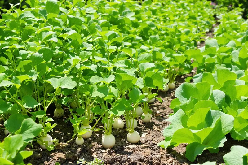 3 légumes à semer fin juin pour une récolte express dès septembre