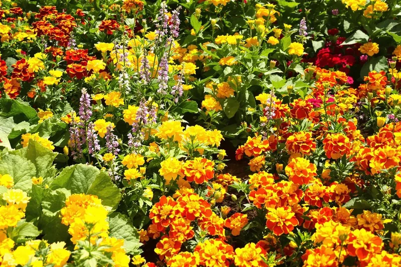 4 fleurs qui transforment le sol et protègent vos légumes : celles à planter en mai