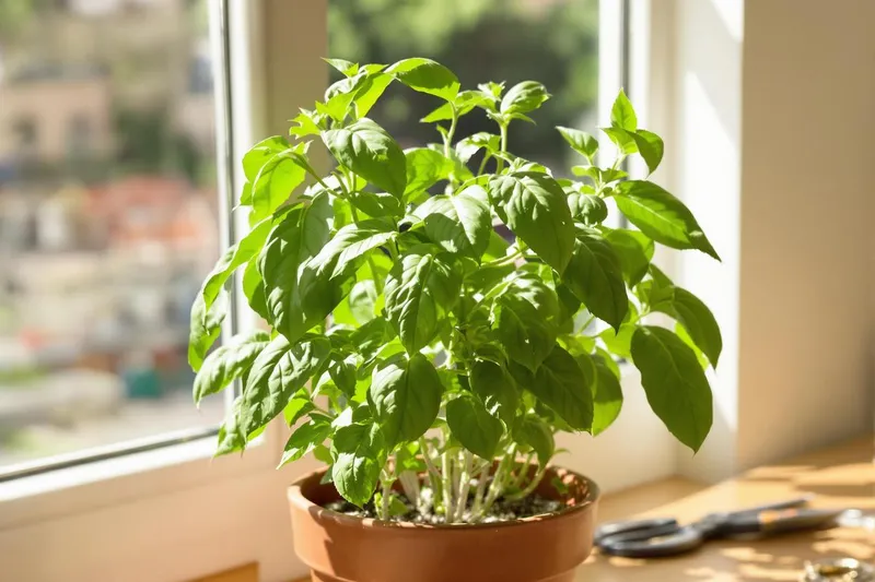 5 gestes quotidiens que je fais pour que mon basilic repousse sans arrêt