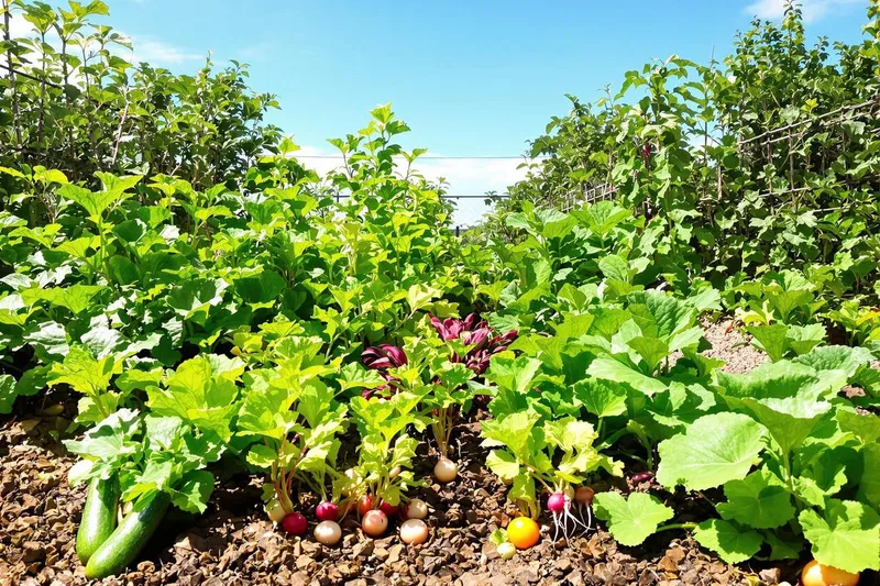 7 légumes faciles à cultiver au potager : le moment idéal pour commencer à semer