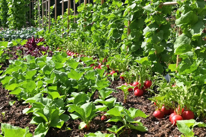 7 légumes faciles à cultiver pour transformer votre potager avec un minimum d'effort