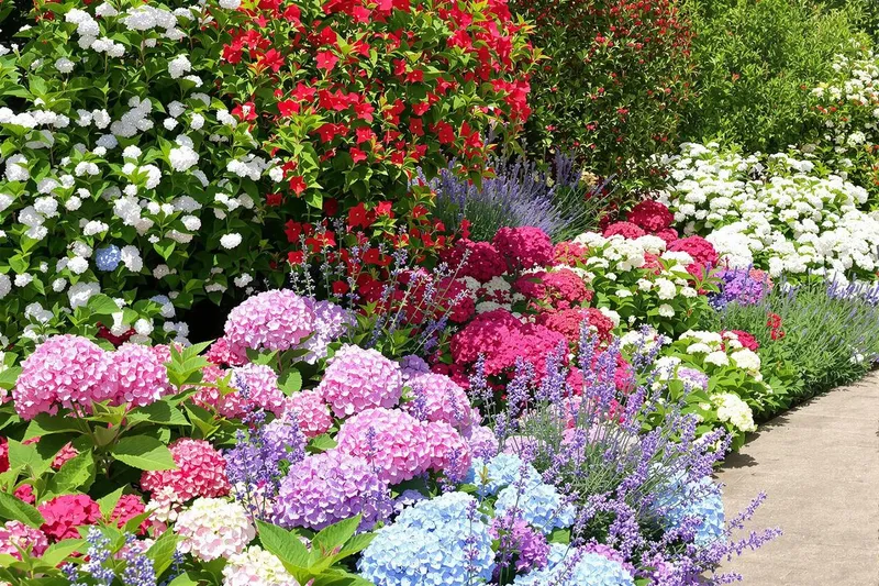 9 plantes pour un jardin sans souci : des massifs fleuris et faciles à entretenir