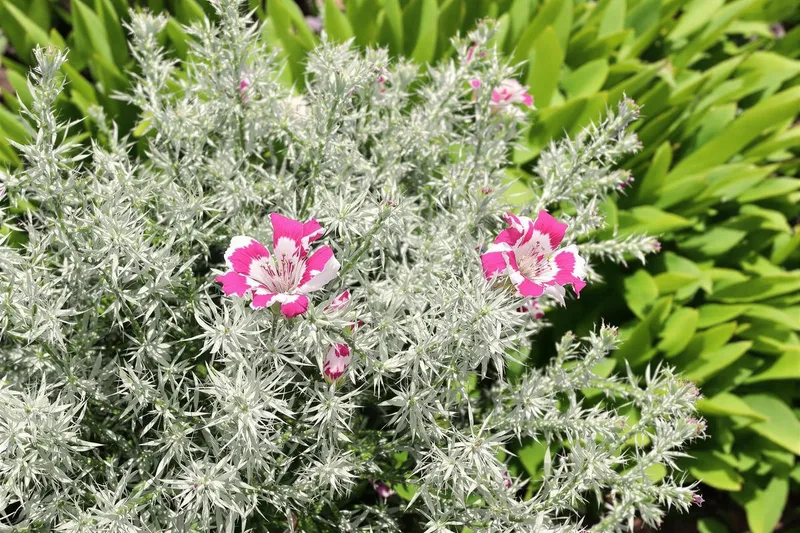 Adoptez cette plante chic et rebelle qui éclipse les géraniums : à planter dès maintenant !