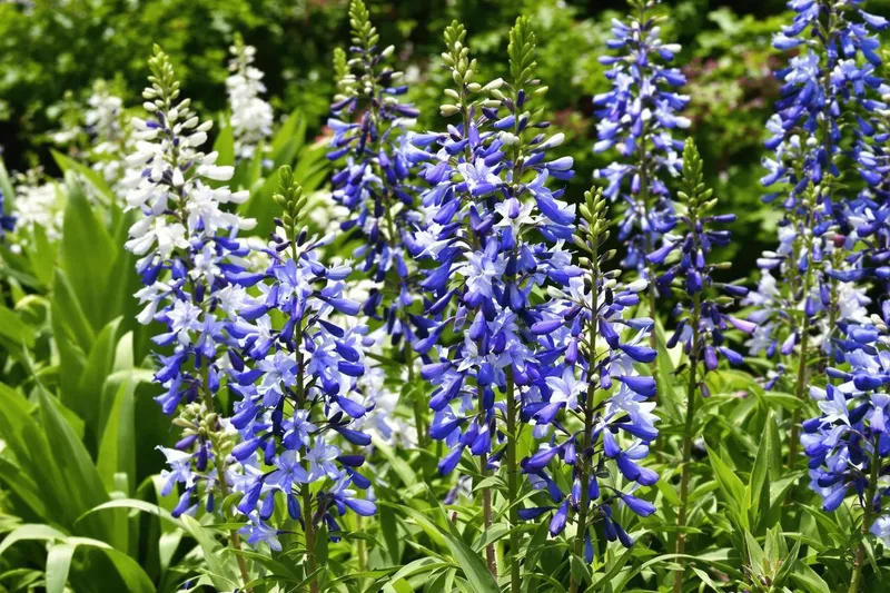 Agapanthes : le geste essentiel du printemps pour une floraison extraordinaire