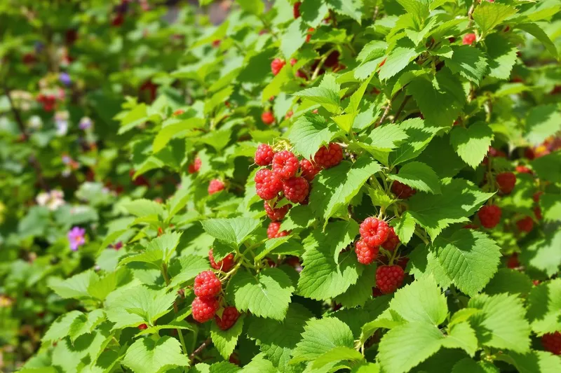 Ajoutez ceci à vos framboisiers en février pour booster votre récolte cette année