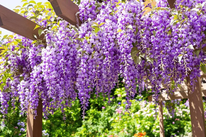 Apprenez le geste oublié qui transforme votre glycine en une cascade spectaculaire de fleurs !