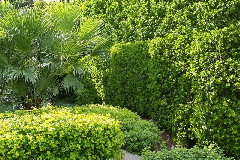 Arbre qui pousse vite sans perdre ses feuilles : quelle est la meilleure espèce à planter chez vous ?