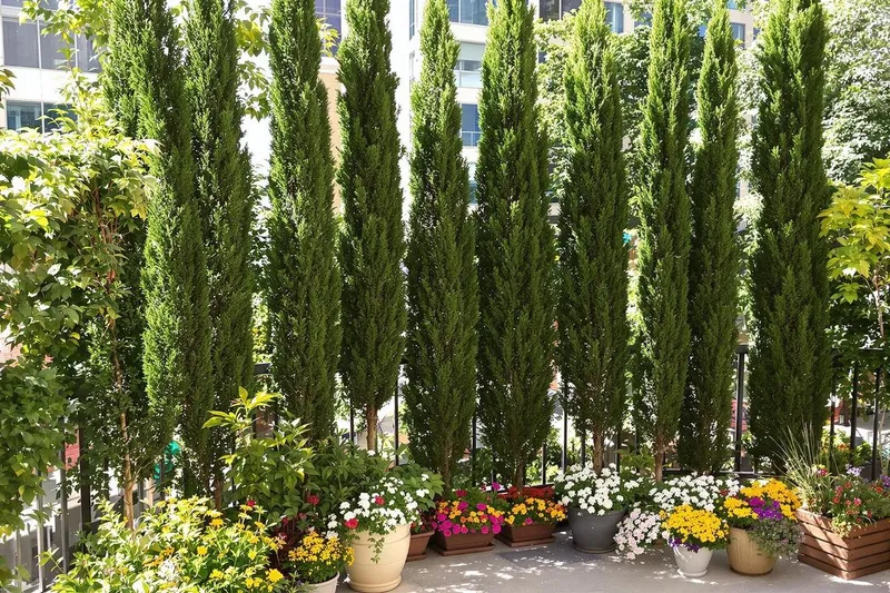 Arbres colonnaires : la solution idéale pour verdir vos petits espaces urbains
