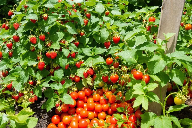Astuce ingénieuse pour juin : boostez récolte de fraises et tomates tout l'été sans erreurs