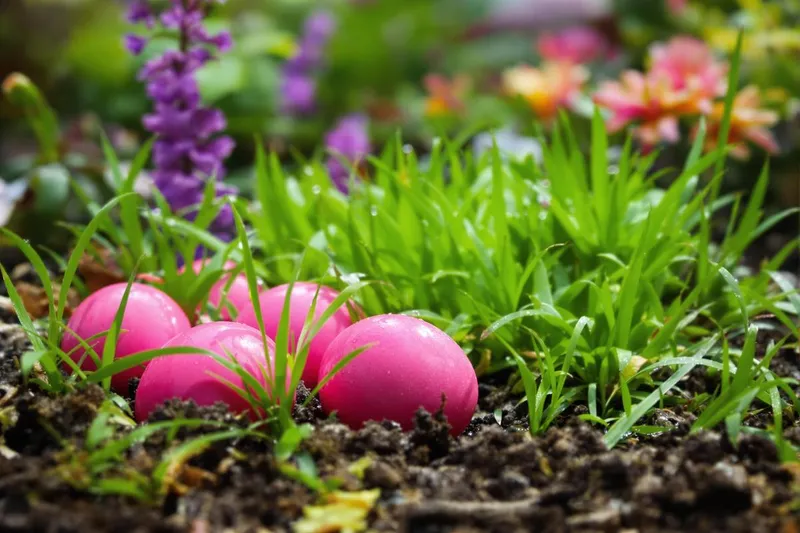 Attention aux œufs roses dans votre jardin : une menace cachée pour la biodiversité locale.