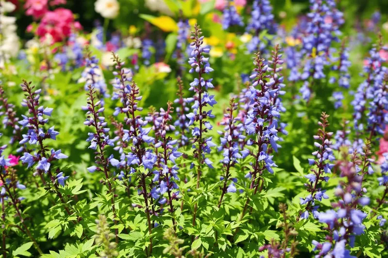 Attirez les abeilles avec cette magnifique vivace bleue