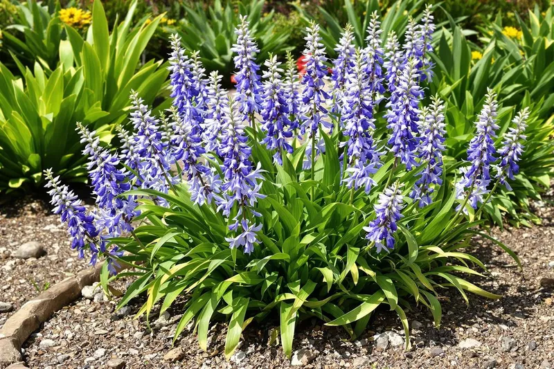 Boostez la floraison de vos agapanthes simplement avec ce fertilisant