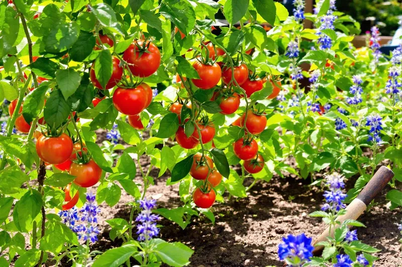 Boostez vos récoltes d'été : comment associer tomates et aromatiques au potager pour des plantations réussies