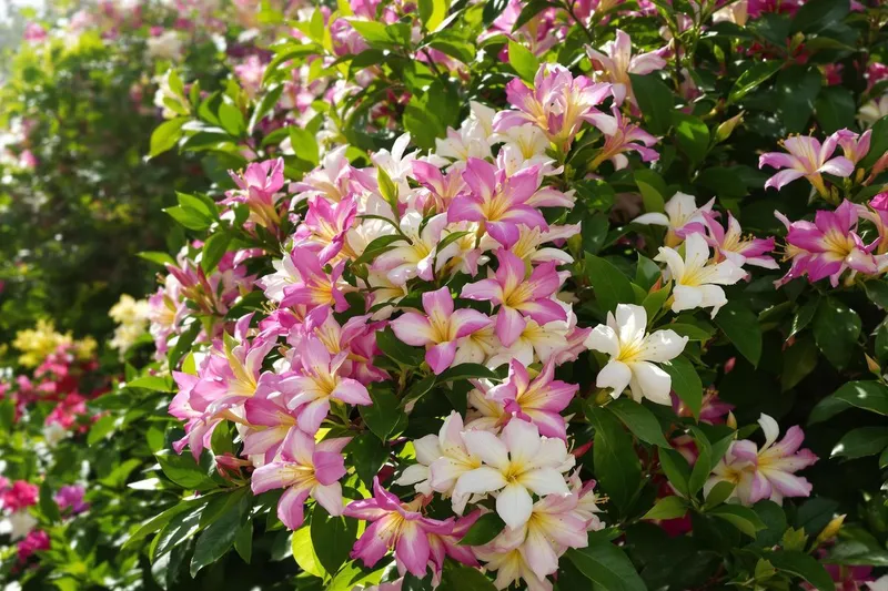 Boostez votre laurier-rose avec ces 3 engrais naturels puissants