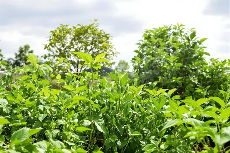 Bouillie bordelaise combien de temps avant la pluie