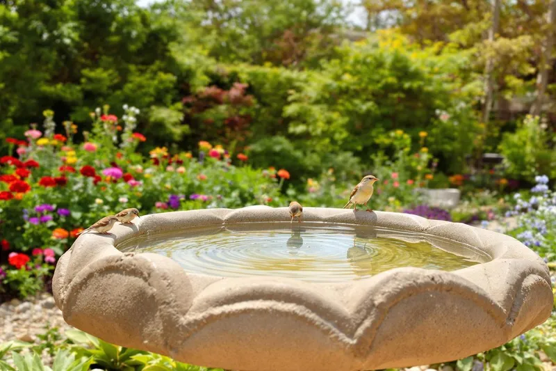 Canicule : un geste simple à adopter dans votre jardin pour protéger des oiseaux en danger