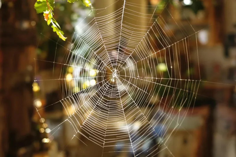 Ce que la présence d'araignées dans votre maison révèle sur sa santé