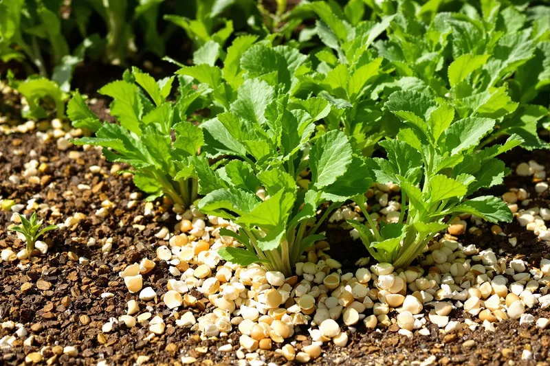 Ces 2 déchets de cuisine transforment vos poubelles en barrières anti-limaces efficaces pour vos salades
