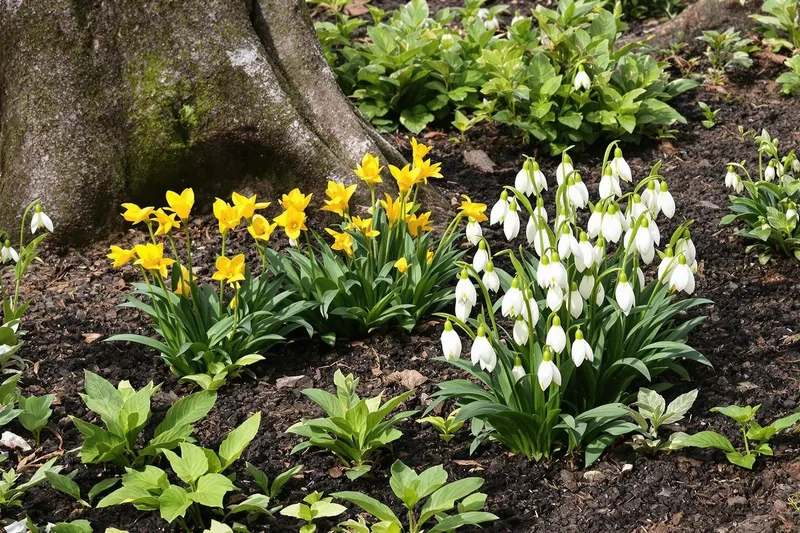 Ces deux merveilles florales transforment votre jardin à la fin de l'hiver : plantez-les en ce moment !