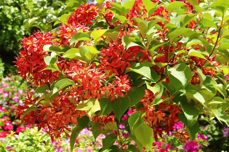 Cet arbuste éblouissant qui éclate de fleurs tout l'été va vous faire oublier les rosiers classiques