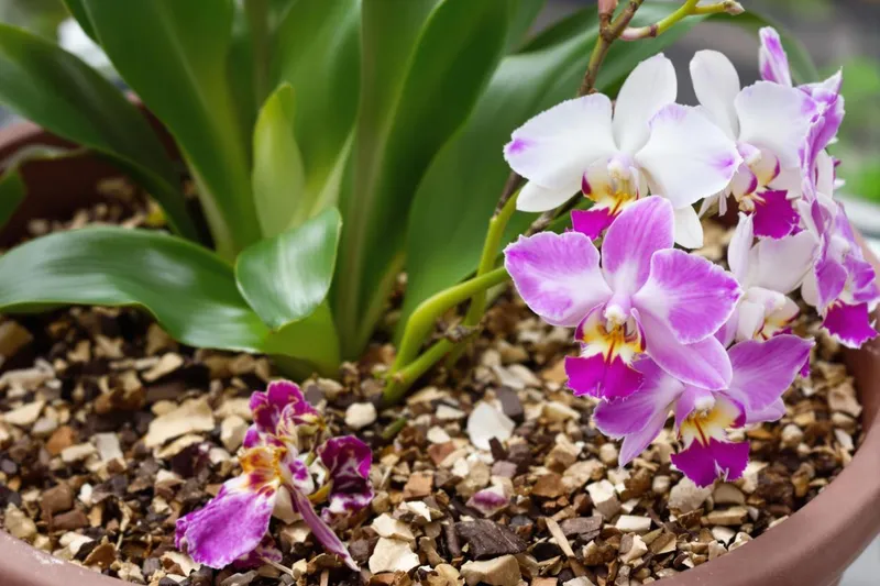 Cet ingrédient de cuisine redonne vie à vos orchidées : découvrez le secret des coquilles d'œuf !