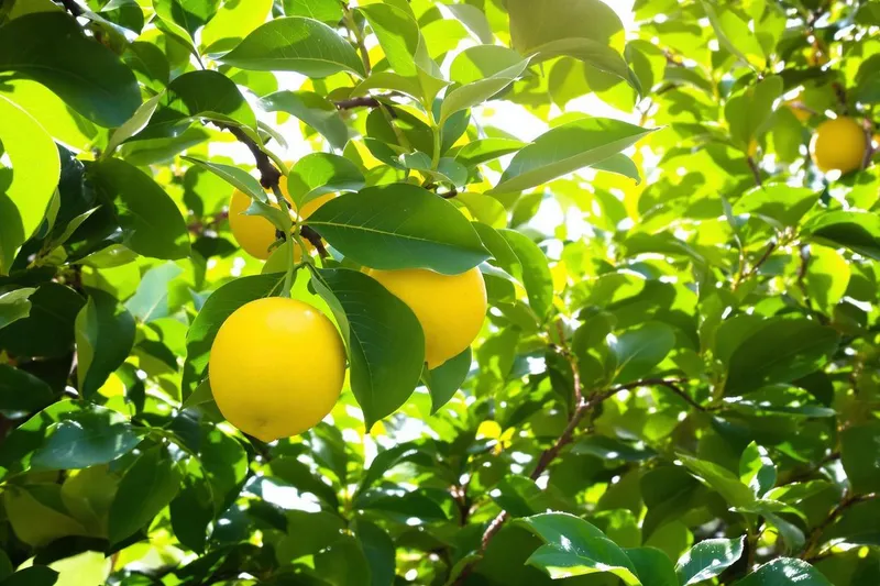 Cette astuce révolutionnaire pour obtenir les plus beaux citrons sur votre citronnier