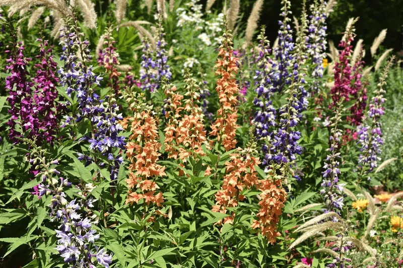 Cette fleur magique attire 10 fois plus d'abeilles que la lavande