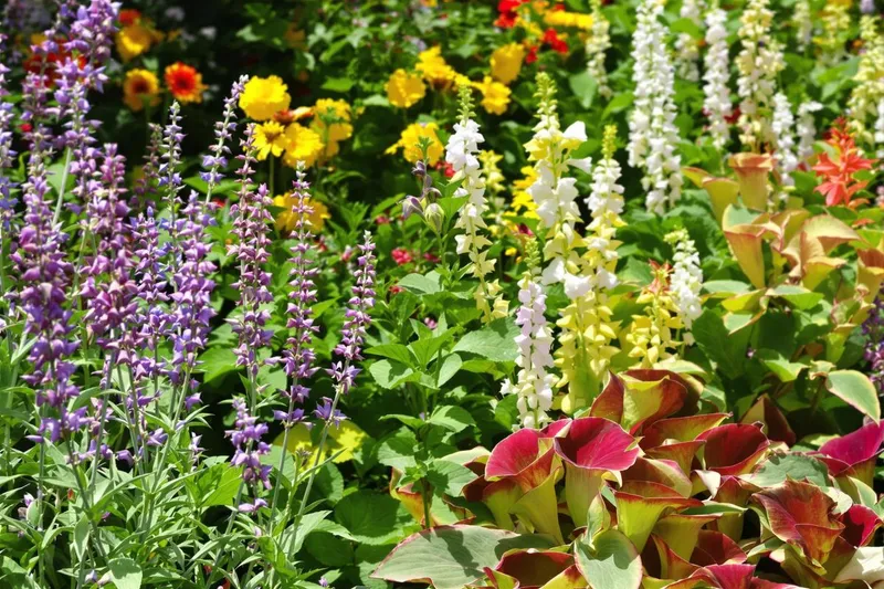 Cette plante astucieuse attire et piège naturellement les frelons asiatiques, découvrez comment