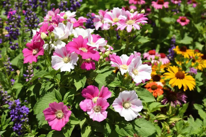 Cette plante incontournable remplace les géraniums : découvrez la vivace chic et rebelle à planter sans attendre