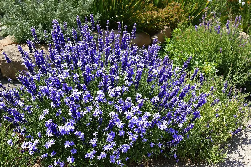 Cette plante qui fleurit des mois, couvre le sol et demande peu est sûrement la plus belle vivace actuelle