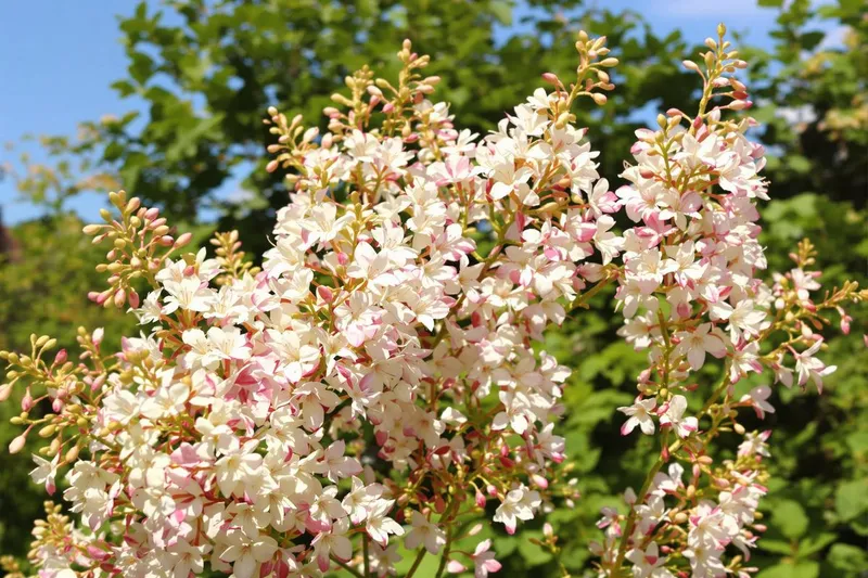 Cette plante vivace sublime fleurit 8 mois sur 12 sans entretien