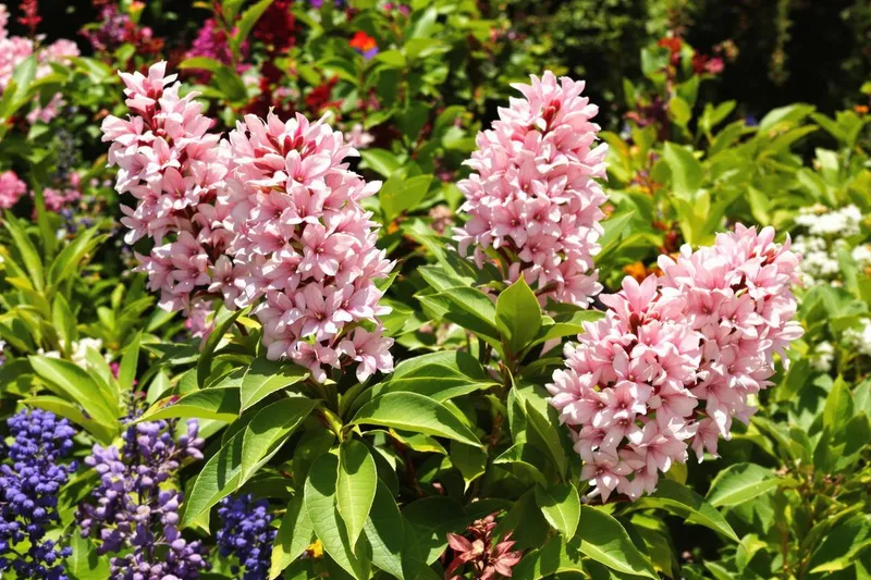 Cette vivace arbustive est le rêve des jardiniers : rustique, sublime et increvable