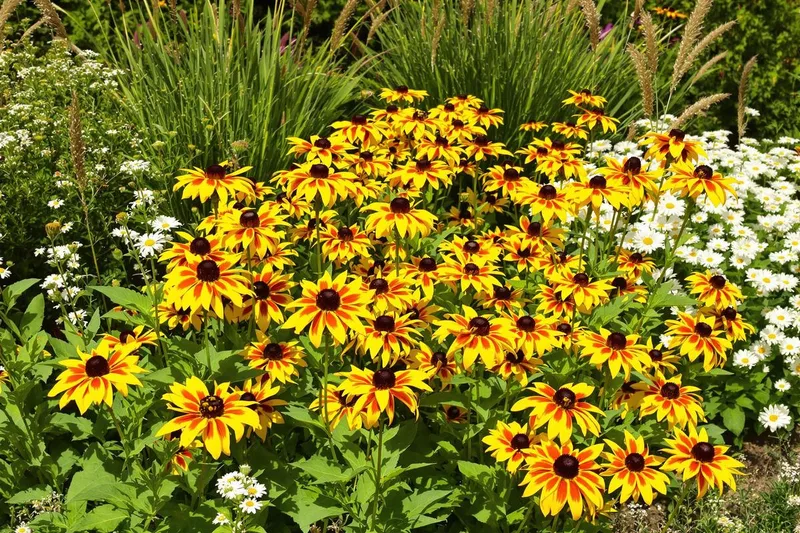 Cette vivace d'avril pour des massifs éblouissants cet été