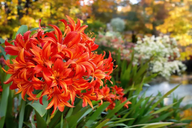 Cette vivace éblouissante remplace les dahlias et illumine vos massifs jusqu'aux premières gelées