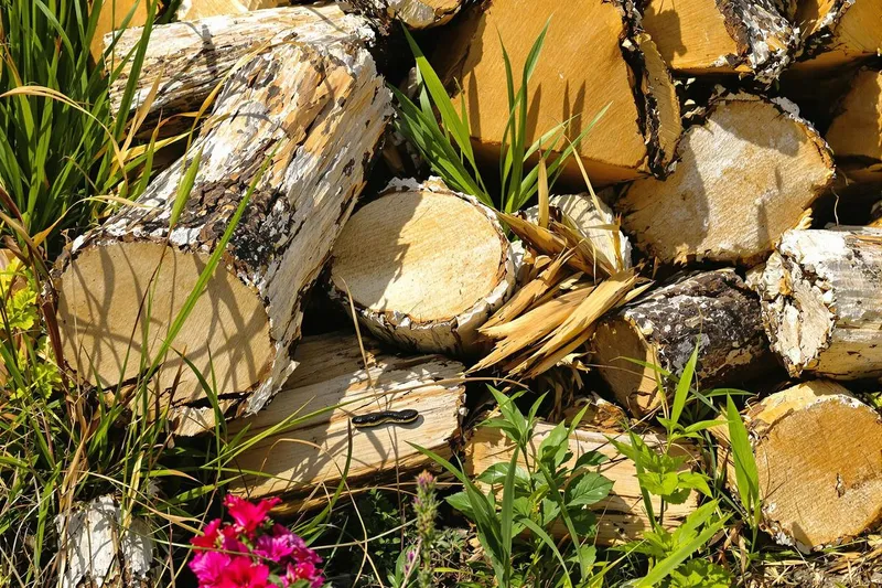 Chaleur estivale : pourquoi les vipères adorent se réfugier sous cet objet courant de votre jardin