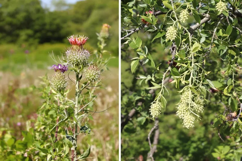 Chardon et gui : quelles interdictions selon votre région ?