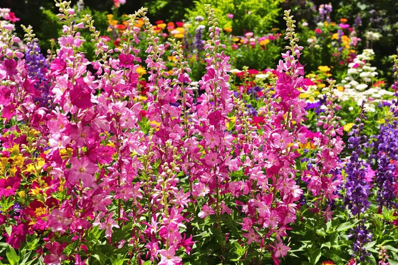 Choc visuel garanti : plantez cette fleur en ce moment pour un festival de couleurs jusqu'à l'automne
