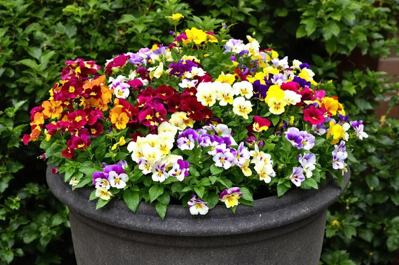 Combien de pensées planter dans une jardinière ?