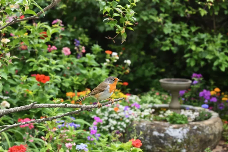 Astuces pour apprivoiser un rouge-gorge facilement