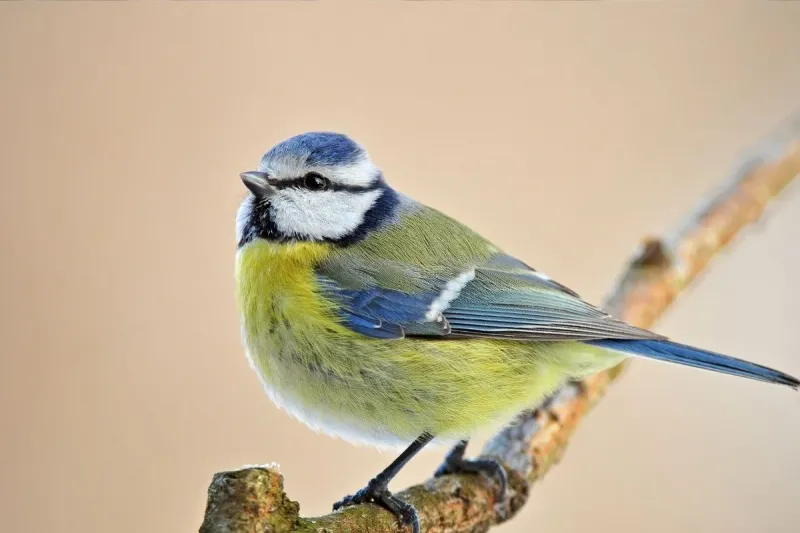 Comment attirer les mésanges dans un nichoir et les préserver