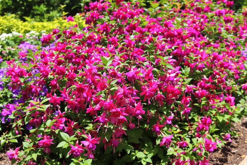 Comment booster immédiatement la floraison de vos fuchsias avec ces gestes essentiels ?