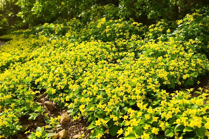 Comment ce couvre-sol au feuillage doré transforme et protège votre jardin tout en économisant l'eau ?