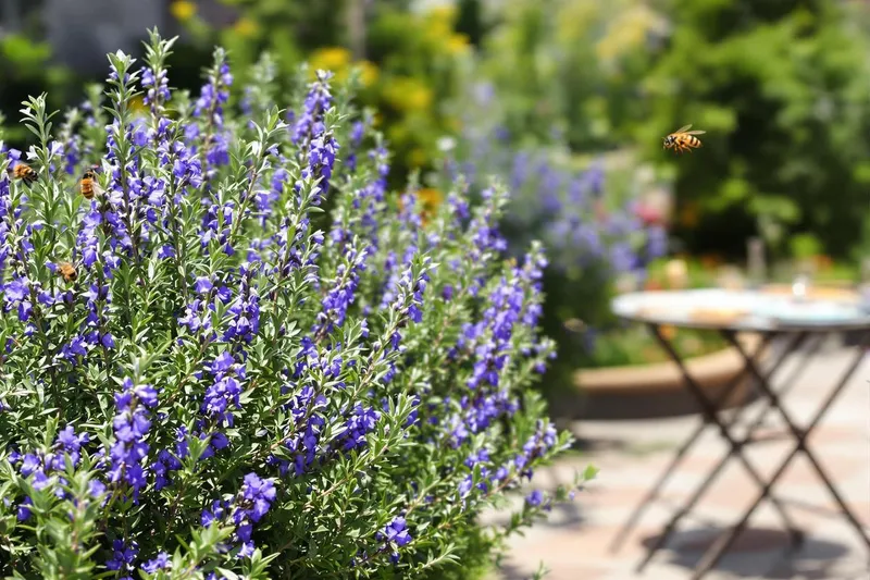 Comment cette plante commune attire les frelons et les guêpes chez vous ?