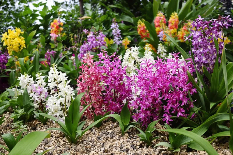 Comment cultiver des orchidées sauvages pour une floraison spectaculaire chez vous ?