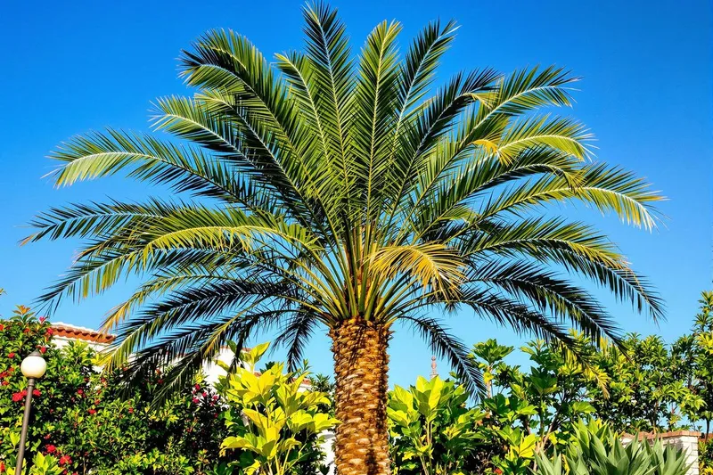 Comment faire pousser un palmier plus vite : astuces et conseils