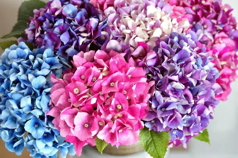 Comment faire sécher des hortensias en gardant la couleur