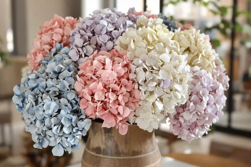 Comment faire sécher des hortensias en gardant la couleur ?