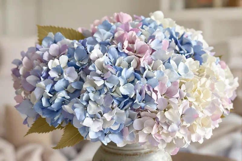 Comment faire sécher des hortensias en gardant leur couleur